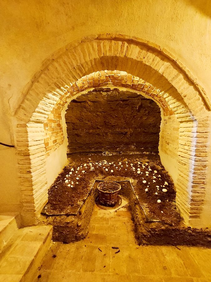 Galeria cultivo del champiñon