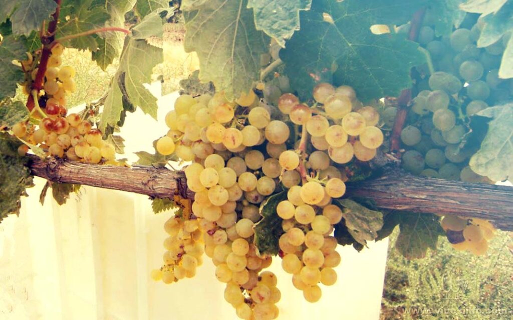 Tempranillo blanco