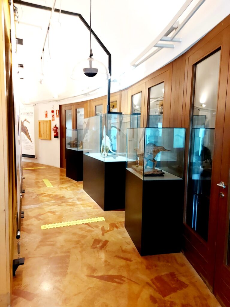 Recorrido por museo cretácico