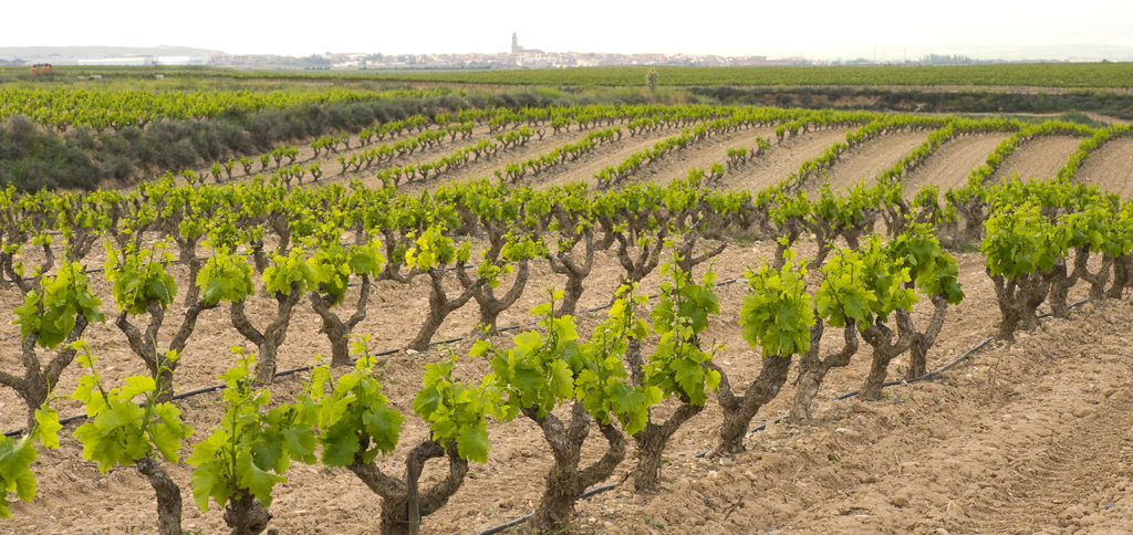 Viñedos