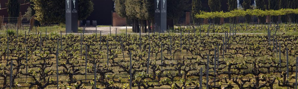 Viñedos